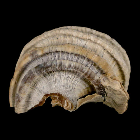 1.4" Ecphora Gardnerae Gastropod Fossil Shell Lee Creek Miocene Epoch North Carolina - Fossil Age Minerals