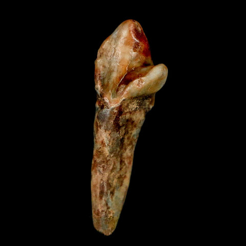 1.5" Extinct Cave Bear Ursus Spelaeus Incisor Tooth Rooted Pleistocene Age COA, Stand