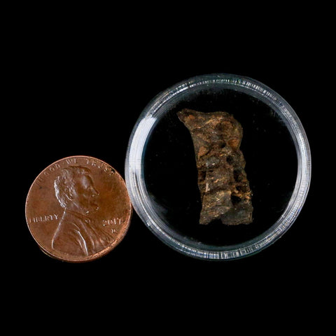 0.9" Tyrannosaurus Rex Fossil Bone Marrow Dinosaur Lance Creek FM WY COA Display