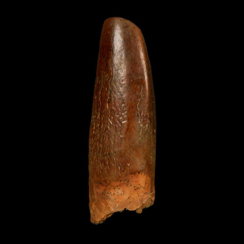 1.2" Rebbachisaurus Sauropod Fossil Tooth Early Cretaceous Dinosaur COA, Display