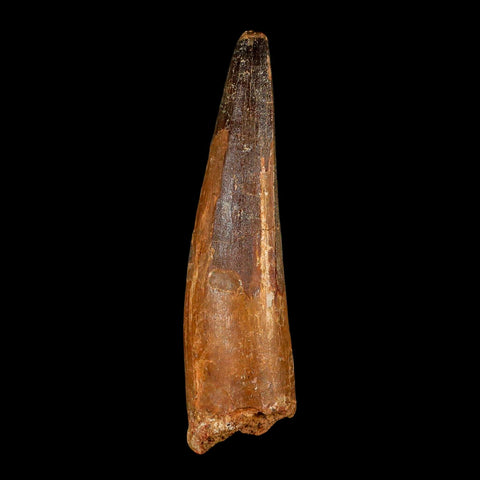 XL 4.1" Spinosaurus Fossil Tooth 100 Million Years Old Cretaceous Dinosaur COA - Fossil Age Minerals