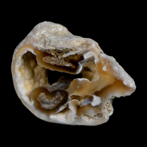 2.1" Agatized Coral Slabs Fossil Oligocene and Miocene Epochs Tampa Bay Florida