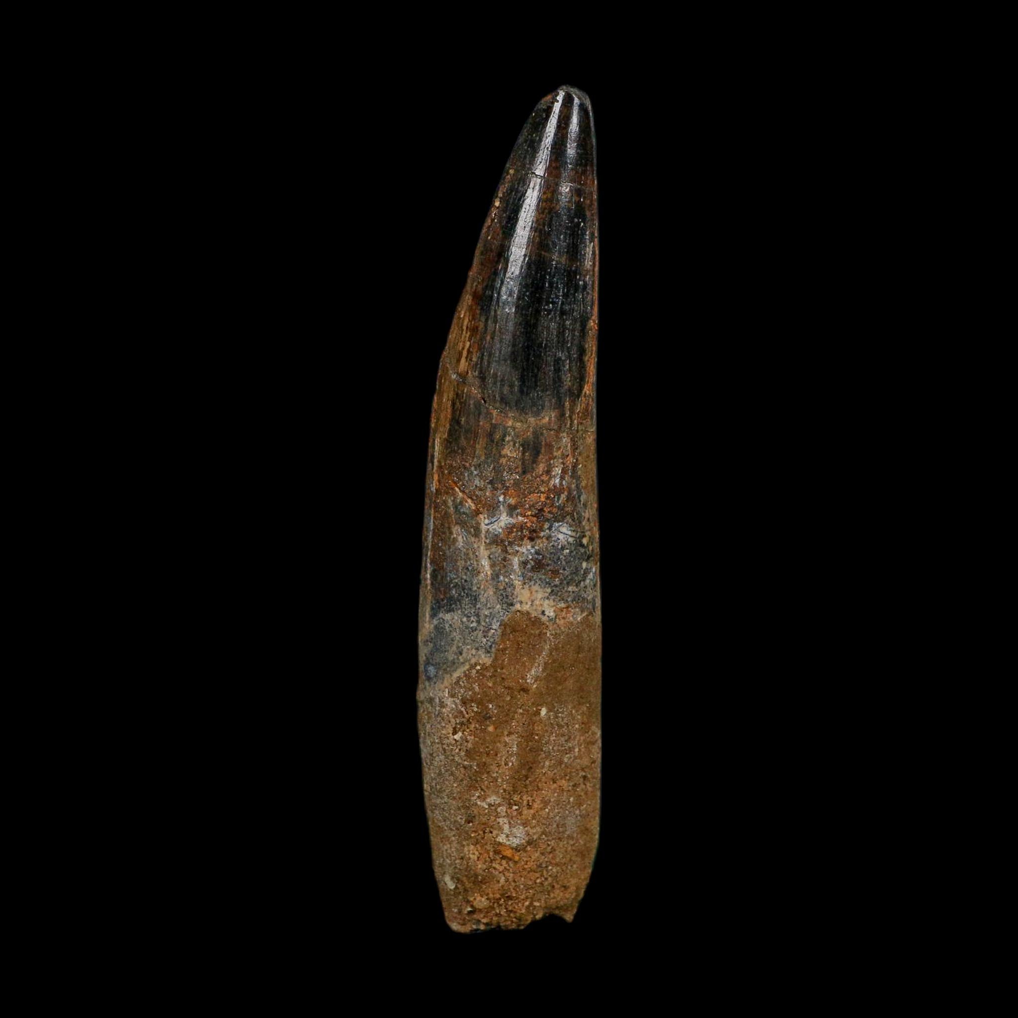 XL 3.9" Spinosaurus Fossil Tooth 100 Million Years Old Cretaceous Dinosaur COA