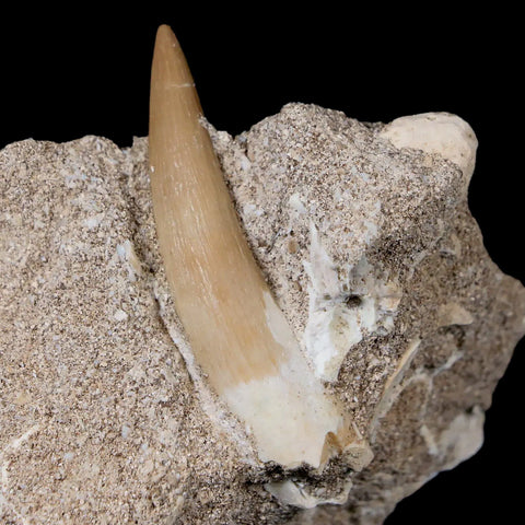 XL 2" Plesiosaur Zarafasaura Tooth Fossil In Matrix Cretaceous Dinosaur Era COA - Fossil Age Minerals