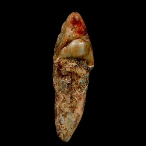 1.5" Extinct Cave Bear Ursus Spelaeus Incisor Tooth Rooted Pleistocene Age COA, Stand