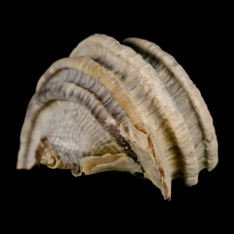 1.4" Ecphora Gardnerae Gastropod Fossil Shell Lee Creek Miocene Epoch North Carolina - Fossil Age Minerals