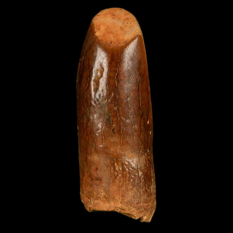 1.2" Rebbachisaurus Sauropod Fossil Tooth Early Cretaceous Dinosaur COA, Display