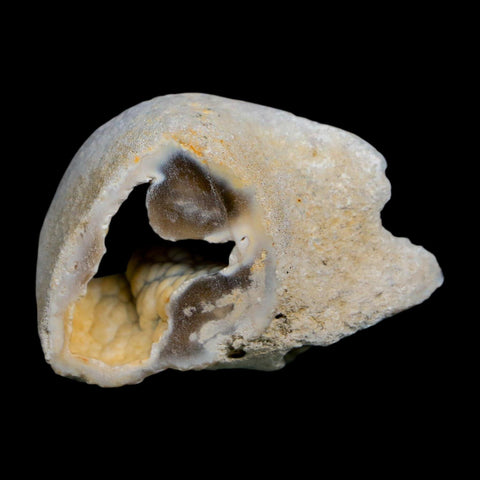2.1" Agatized Coral Slabs Fossil Oligocene and Miocene Epochs Tampa Bay Florida