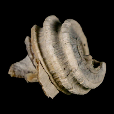 1.4" Ecphora Gardnerae Gastropod Fossil Shell Lee Creek Miocene Epoch North Carolina - Fossil Age Minerals