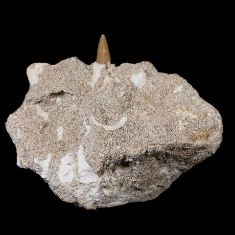 XL 2" Plesiosaur Zarafasaura Tooth Fossil In Matrix Cretaceous Dinosaur Era COA - Fossil Age Minerals