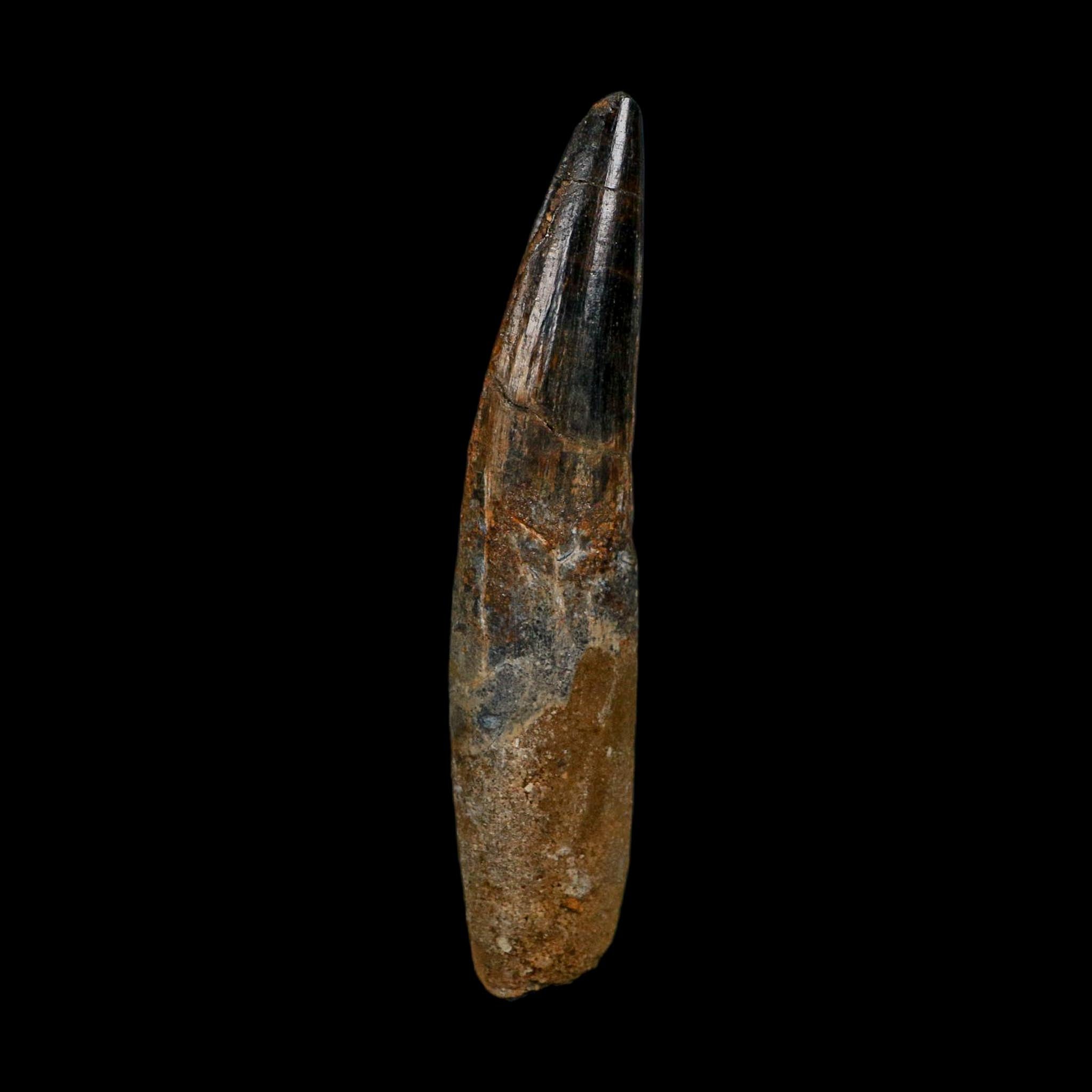 XL 3.9" Spinosaurus Fossil Tooth 100 Million Years Old Cretaceous Dinosaur COA