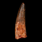 XL 3.9" Spinosaurus Fossil Tooth 100 Million Years Old Cretaceous Dinosaur COA