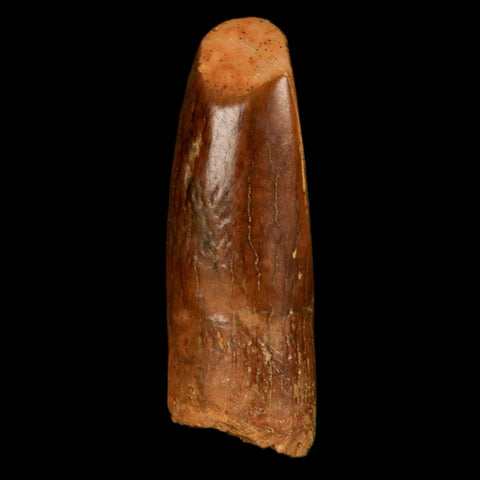 1.2" Rebbachisaurus Sauropod Fossil Tooth Early Cretaceous Dinosaur COA, Display