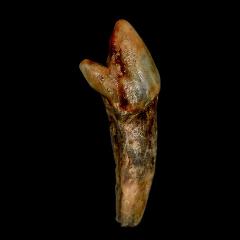 1.5" Extinct Cave Bear Ursus Spelaeus Incisor Tooth Rooted Pleistocene Age COA, Stand