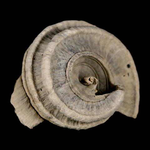 1.4" Ecphora Gardnerae Gastropod Fossil Shell Lee Creek Miocene Epoch North Carolina - Fossil Age Minerals