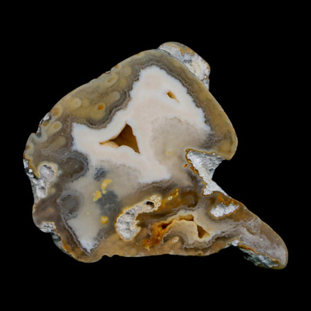 1.9" Agatized Coral Slabs Fossil Oligocene and Miocene Epochs Suwannee River Florida