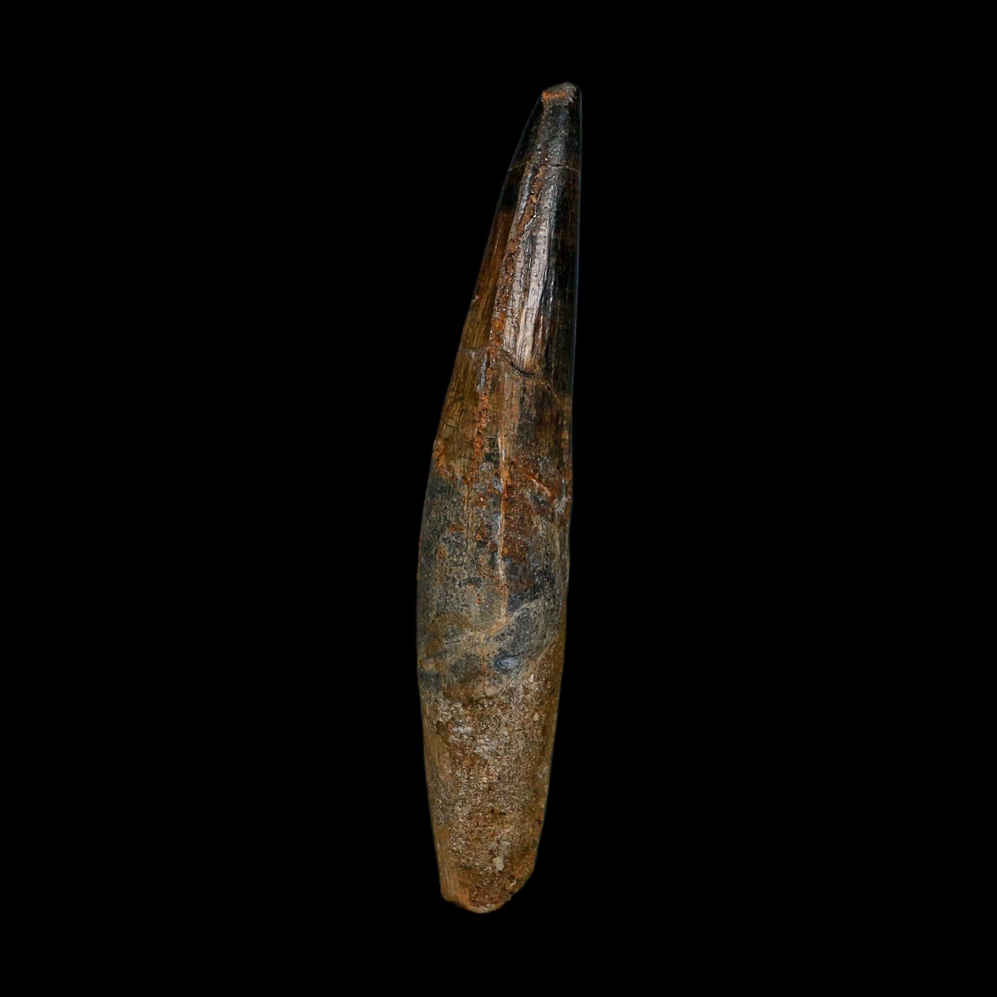 XL 3.9" Spinosaurus Fossil Tooth 100 Million Years Old Cretaceous Dinosaur COA
