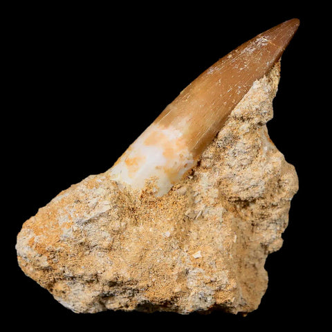1.7" Plesiosaur Zarafasaura Tooth Fossil In Matrix Cretaceous Dinosaur Era COA - Fossil Age Minerals