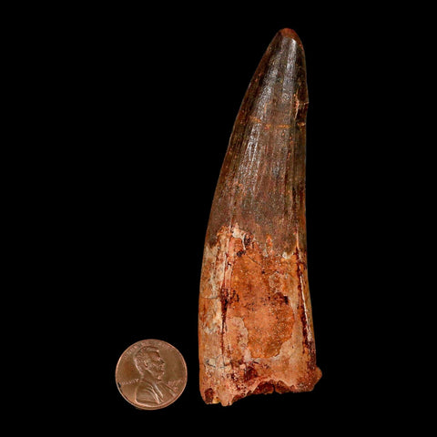 XL 3.9" Spinosaurus Fossil Tooth 100 Million Years Old Cretaceous Dinosaur COA - Fossil Age Minerals