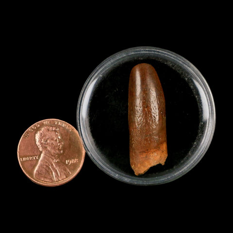 1.2" Rebbachisaurus Sauropod Fossil Tooth Early Cretaceous Dinosaur COA, Display