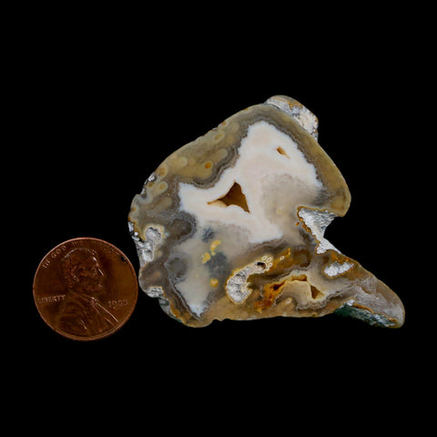 1.9" Agatized Coral Slabs Fossil Oligocene and Miocene Epochs Suwannee River Florida