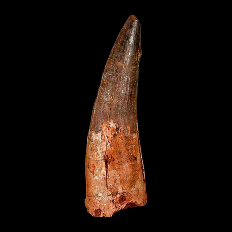 XL 3.9" Spinosaurus Fossil Tooth 100 Million Years Old Cretaceous Dinosaur COA - Fossil Age Minerals