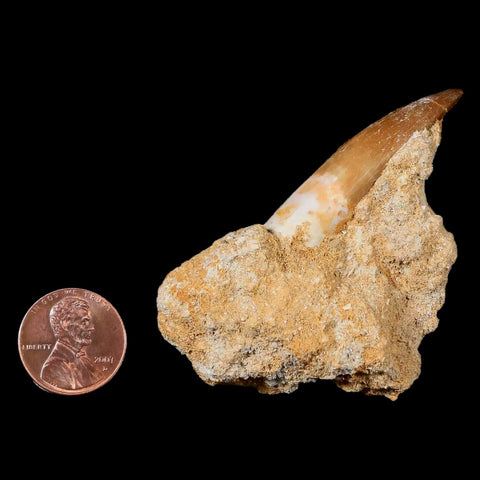 1.7" Plesiosaur Zarafasaura Tooth Fossil In Matrix Cretaceous Dinosaur Era COA - Fossil Age Minerals