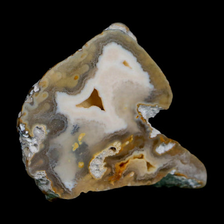 1.9" Agatized Coral Slabs Fossil Oligocene and Miocene Epochs Suwannee River Florida