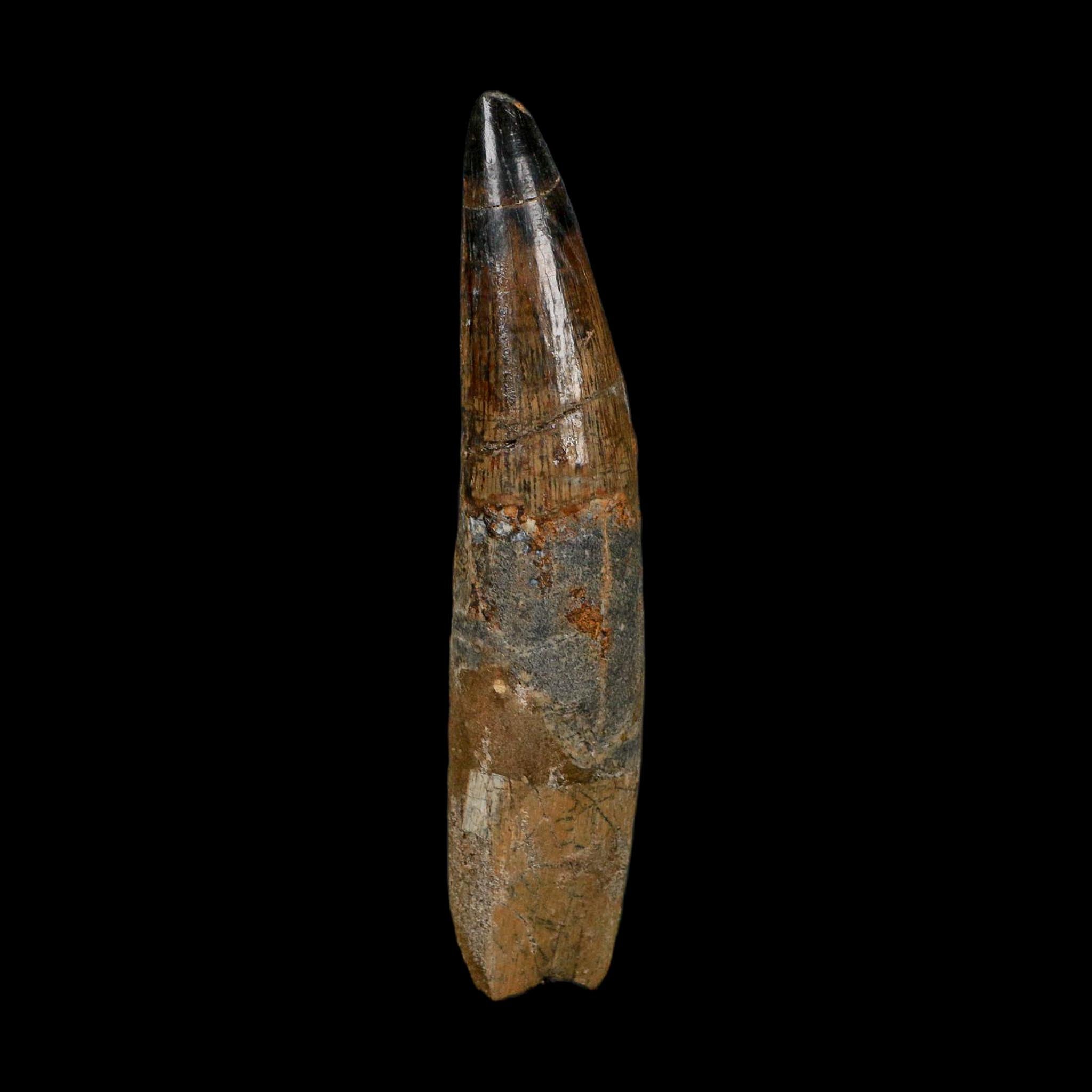 XL 3.9" Spinosaurus Fossil Tooth 100 Million Years Old Cretaceous Dinosaur COA