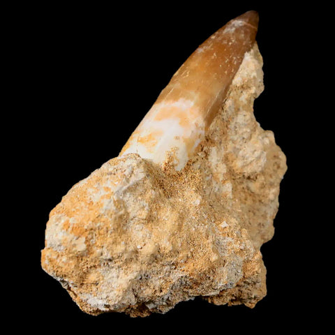1.7" Plesiosaur Zarafasaura Tooth Fossil In Matrix Cretaceous Dinosaur Era COA - Fossil Age Minerals