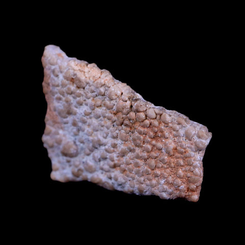 0.6" Megaloolithus Titanosaur Dinosaur Fossil Egg Shell Bouches Du Rhone France Display - Fossil Age Minerals