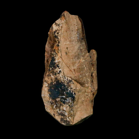 1.4" Tyrannosaurus Rex Fossil Bone Dinosaur Lance Creek FM Wyoming COA Display