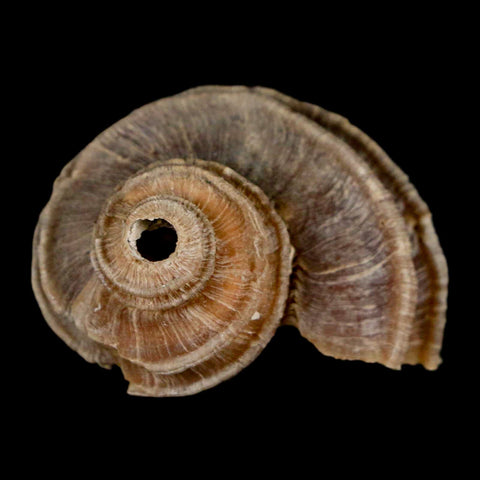 1.6" Ecphora Gardnerae Gastropod Fossil Shell Lee Creek Miocene Epoch North Carolina - Fossil Age Minerals