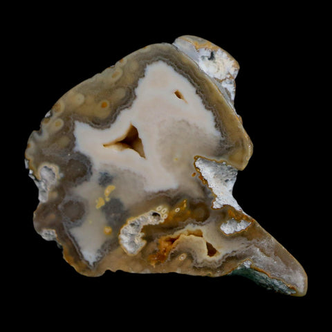 1.9" Agatized Coral Slabs Fossil Oligocene and Miocene Epochs Suwannee River Florida