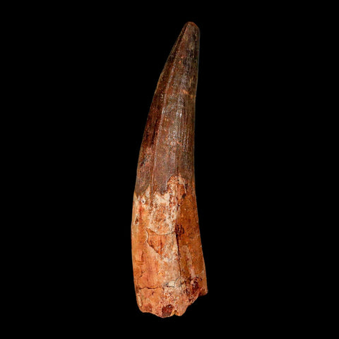XL 3.9" Spinosaurus Fossil Tooth 100 Million Years Old Cretaceous Dinosaur COA - Fossil Age Minerals