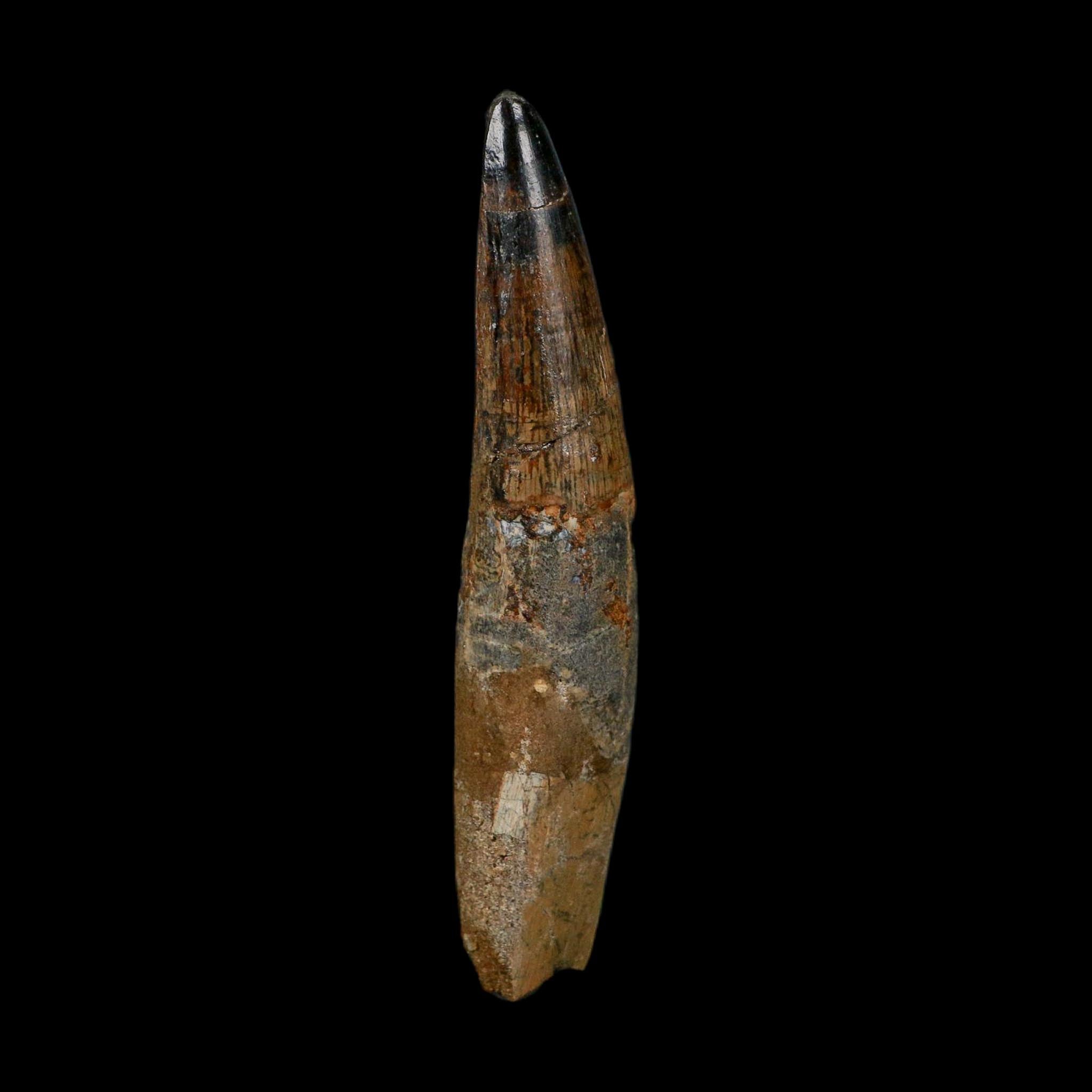 XL 3.9" Spinosaurus Fossil Tooth 100 Million Years Old Cretaceous Dinosaur COA