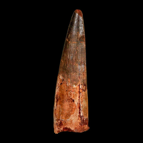 XL 3.9" Spinosaurus Fossil Tooth 100 Million Years Old Cretaceous Dinosaur COA - Fossil Age Minerals