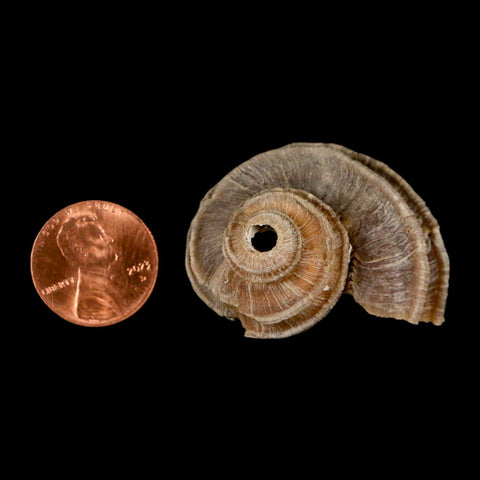 1.6" Ecphora Gardnerae Gastropod Fossil Shell Lee Creek Miocene Epoch North Carolina - Fossil Age Minerals