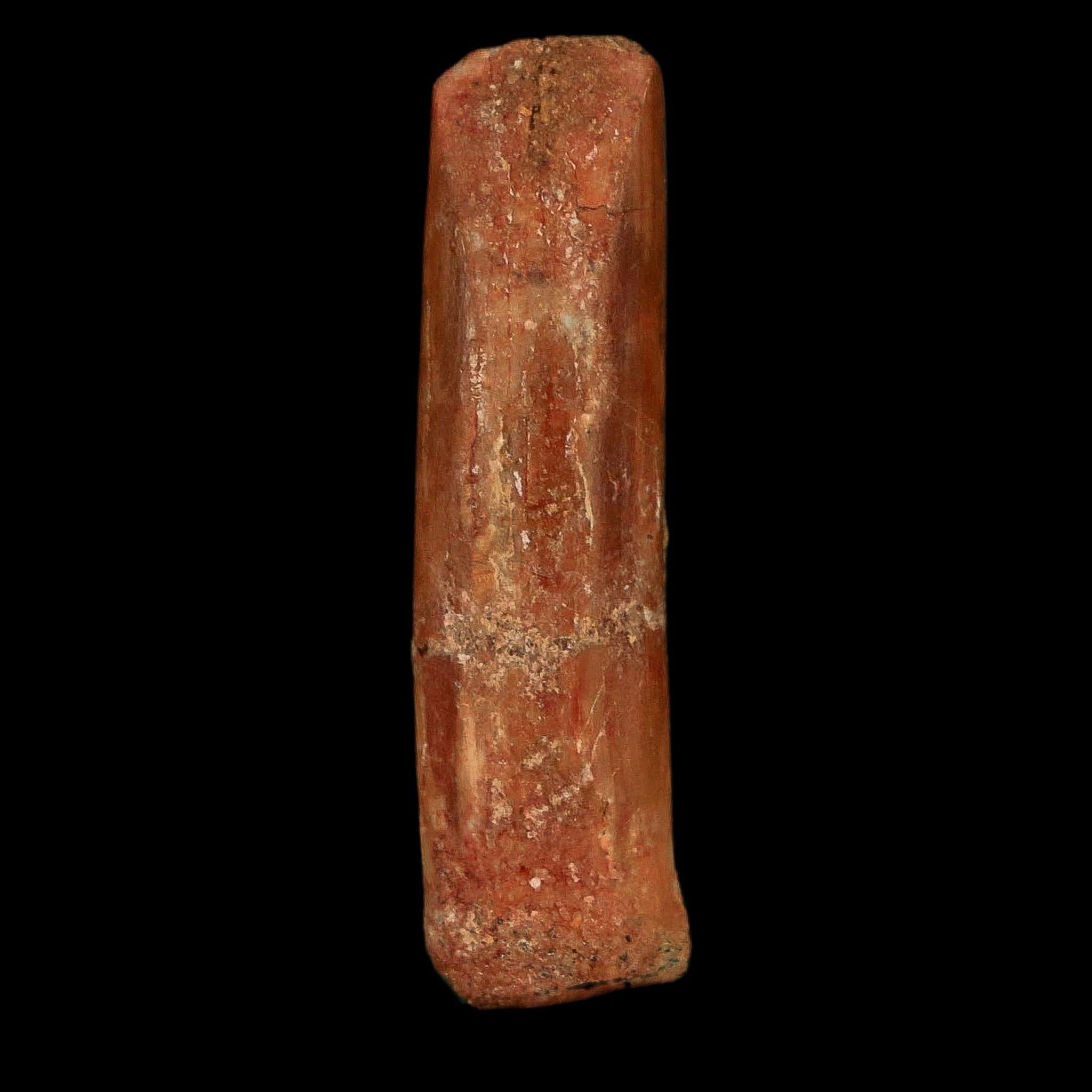1.2" Rebbachisaurus Sauropod Fossil Tooth Early Cretaceous Dinosaur COA, Display - Fossil Age Minerals