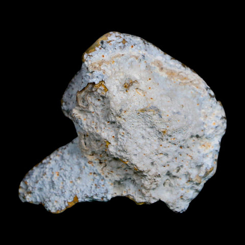 1.9" Agatized Coral Slabs Fossil Oligocene and Miocene Epochs Suwannee River Florida