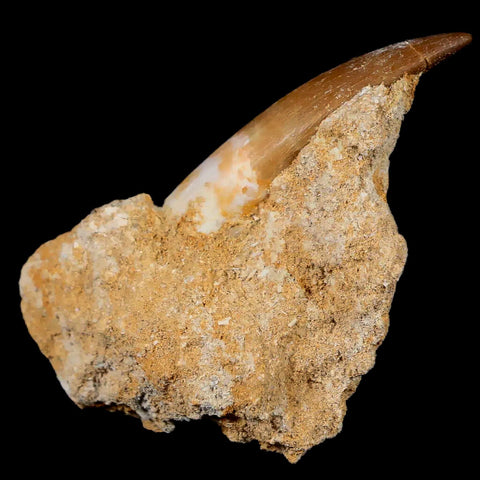 1.7" Plesiosaur Zarafasaura Tooth Fossil In Matrix Cretaceous Dinosaur Era COA - Fossil Age Minerals