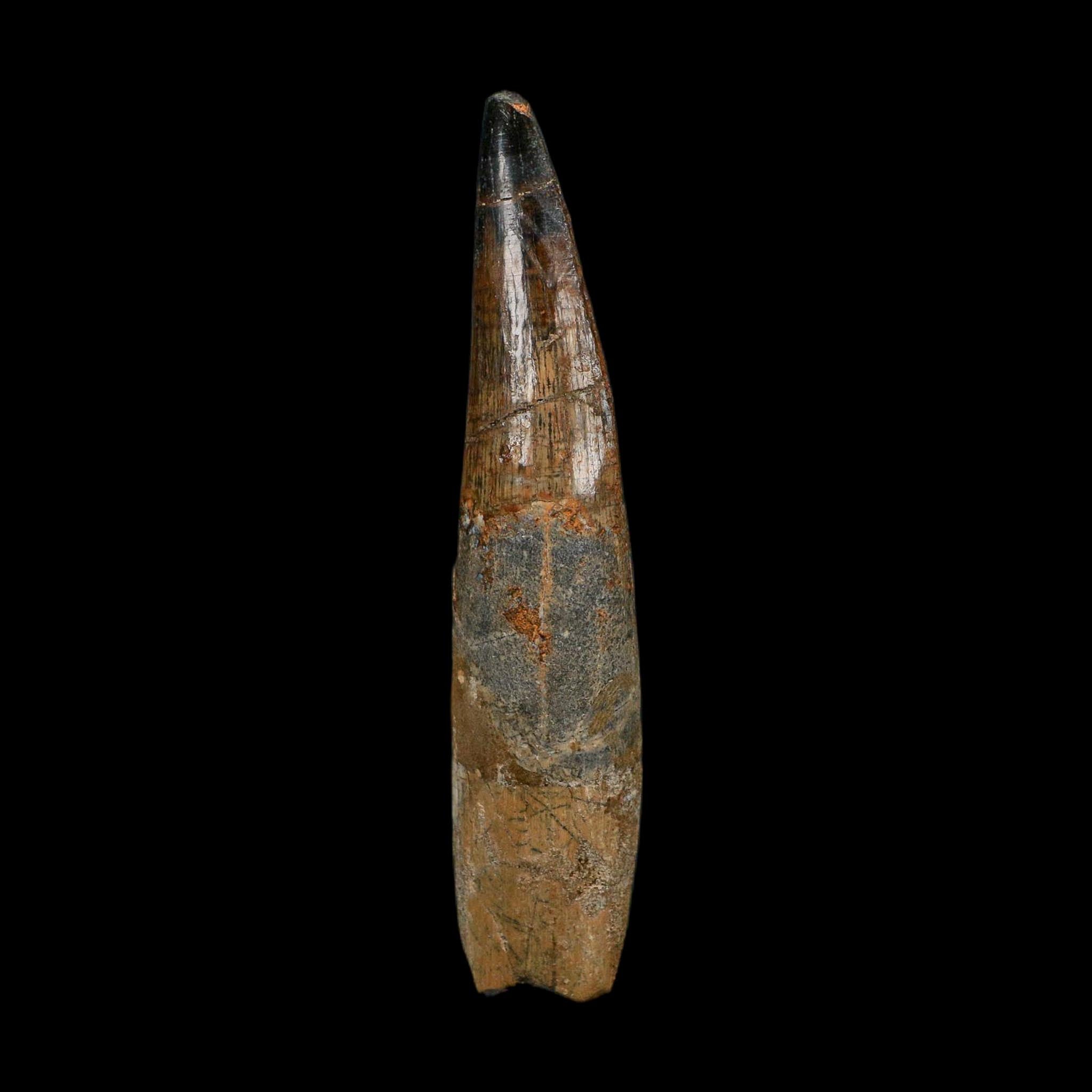 XL 3.9" Spinosaurus Fossil Tooth 100 Million Years Old Cretaceous Dinosaur COA