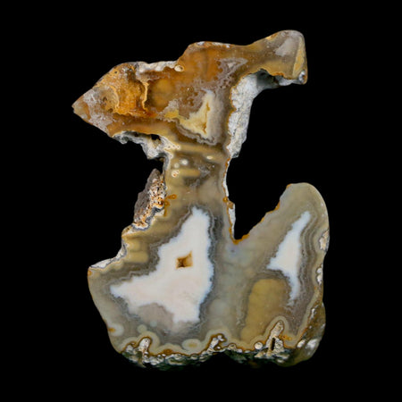 1.9" Agatized Coral Slabs Fossil Oligocene and Miocene Epochs Suwannee River Florida