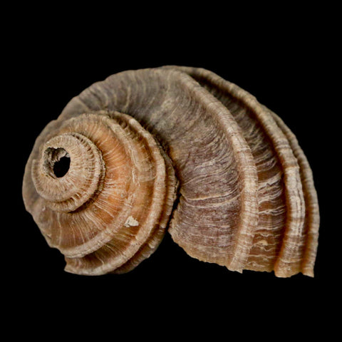 1.6" Ecphora Gardnerae Gastropod Fossil Shell Lee Creek Miocene Epoch North Carolina - Fossil Age Minerals