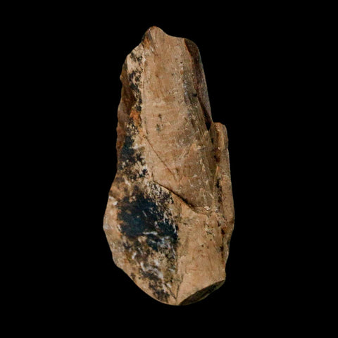 1.4" Tyrannosaurus Rex Fossil Bone Dinosaur Lance Creek FM Wyoming COA Display