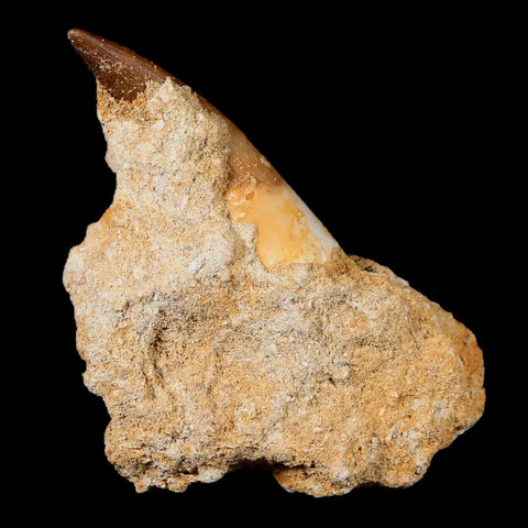 1.7" Plesiosaur Zarafasaura Tooth Fossil In Matrix Cretaceous Dinosaur Era COA - Fossil Age Minerals