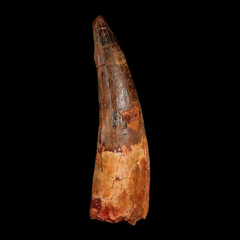 XL 3.9" Spinosaurus Fossil Tooth 100 Million Years Old Cretaceous Dinosaur COA - Fossil Age Minerals