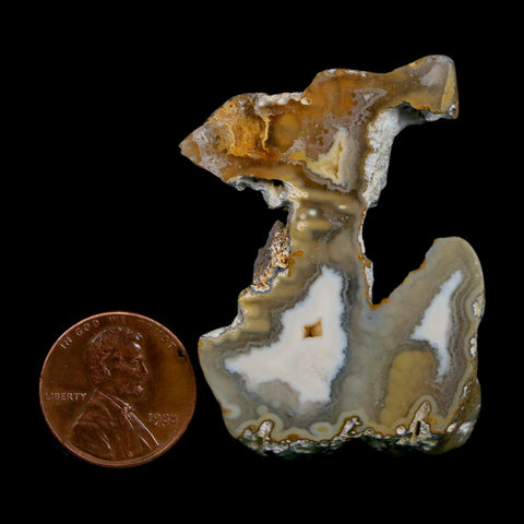1.9" Agatized Coral Slabs Fossil Oligocene and Miocene Epochs Suwannee River Florida