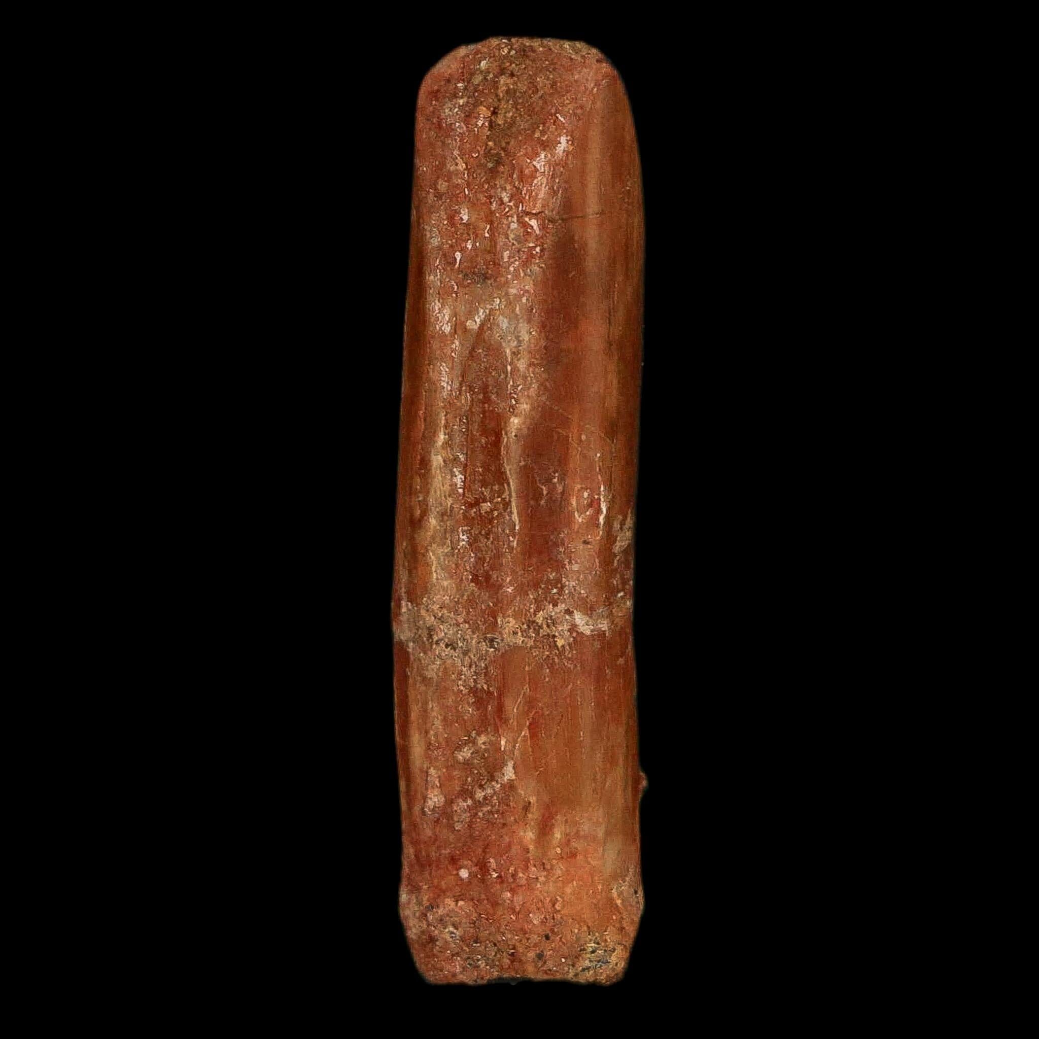 1.2" Rebbachisaurus Sauropod Fossil Tooth Early Cretaceous Dinosaur COA, Display - Fossil Age Minerals