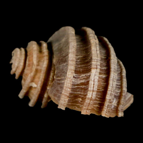 1.6" Ecphora Gardnerae Gastropod Fossil Shell Lee Creek Miocene Epoch North Carolina - Fossil Age Minerals